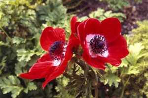 Red Anemone Flowers