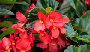 Red Begonia Flower