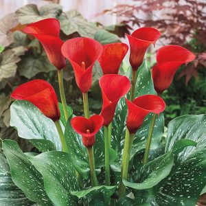 Red Calla Lily Flowers