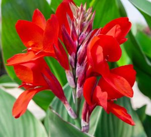 Red Canna Flowers
