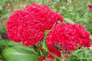 Red Cockscomb Flower