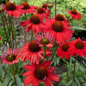 Red Coneflower Flower