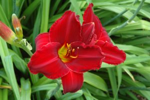 Red Daylilies Flowers
