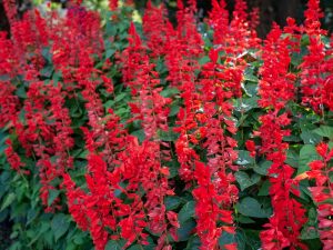 Red Flowered Salvia