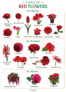 List of Flowers by Color With Pictures