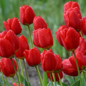 Red Flowers Tulips