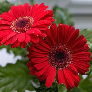 Red Gerbera Daisy Flowers