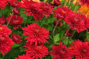 Red Hardy Chrysanthemum Flowers
