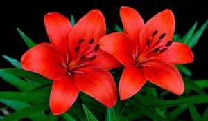 Red Lilies Flowers