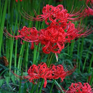 Red Lycoris Flowers