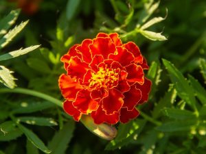 Red Marigolds Flowers