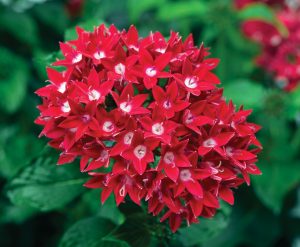 Red Penta Flowers