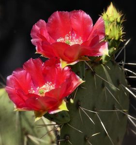 Red Prickly Pear Flower