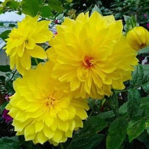 Dahlia Yellow Flowers