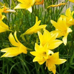 Daylily Yellow Flowers