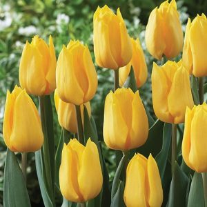 Tulip Yellow Flowers