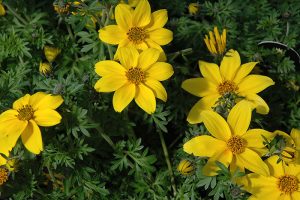 Yellow Bidens Flowers