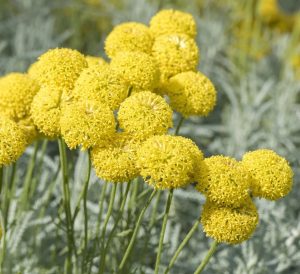 Yellow Billy Buttons Flowers