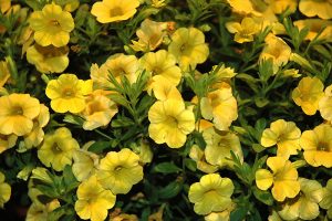 Yellow Calibrachoa Flowers