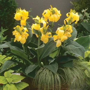 Yellow Canna Lily Flowers