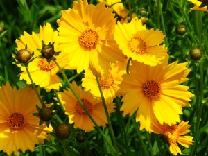 Yellow Coreopsis Flowers