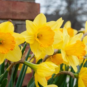 Yellow Flowers Daffodils