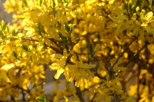 Yellow Forsythia Flowers