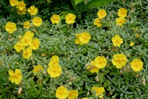 Yellow Helianthemum Flowers