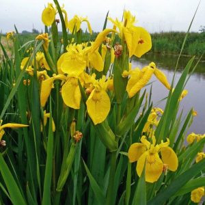 Yellow Iris Flowers