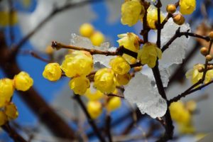 Yellow Wintersweet Flowers