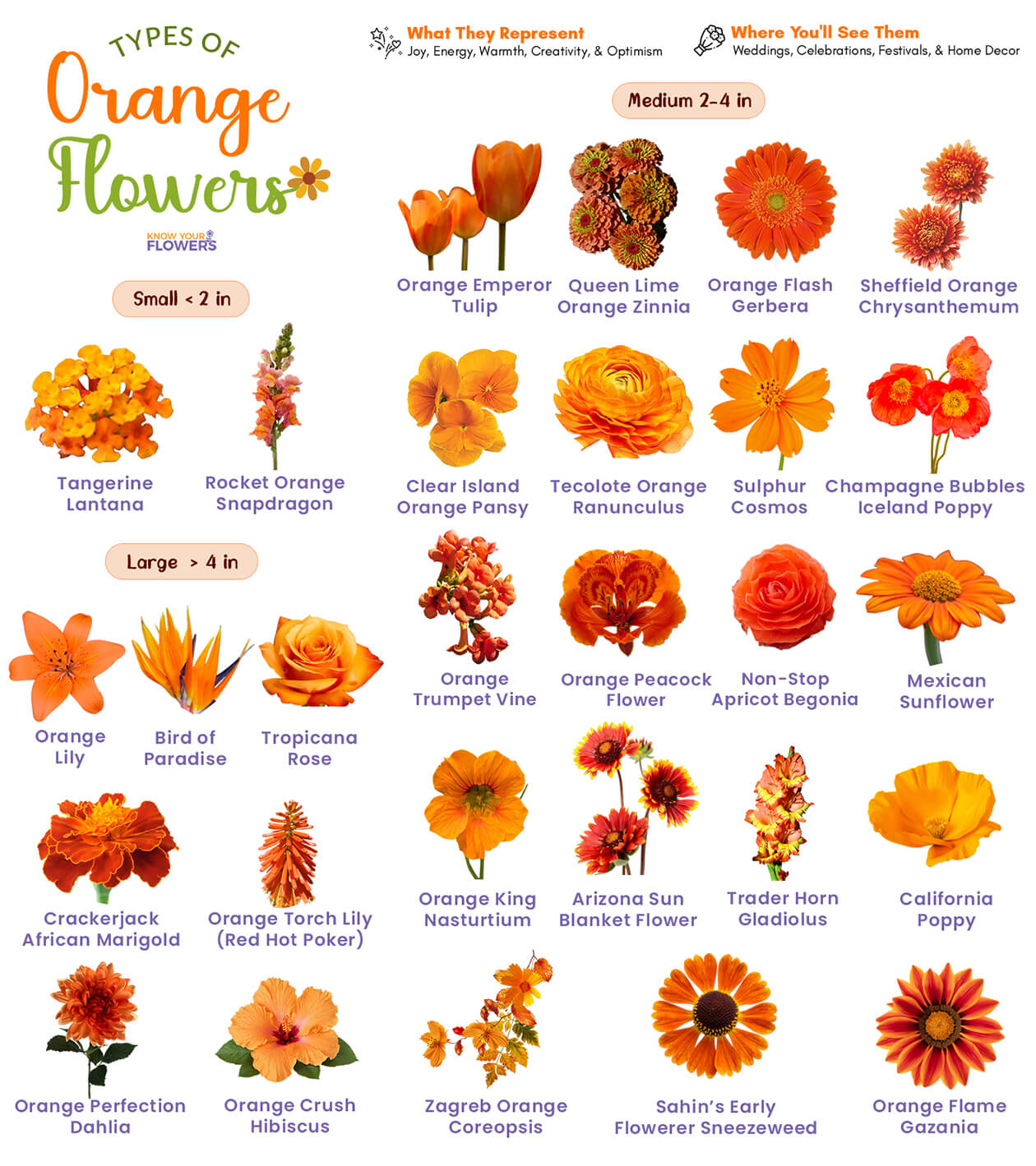Orange Flowers