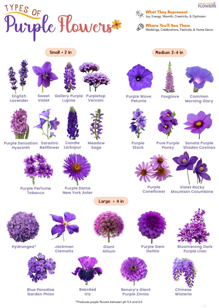 Purple Flowers