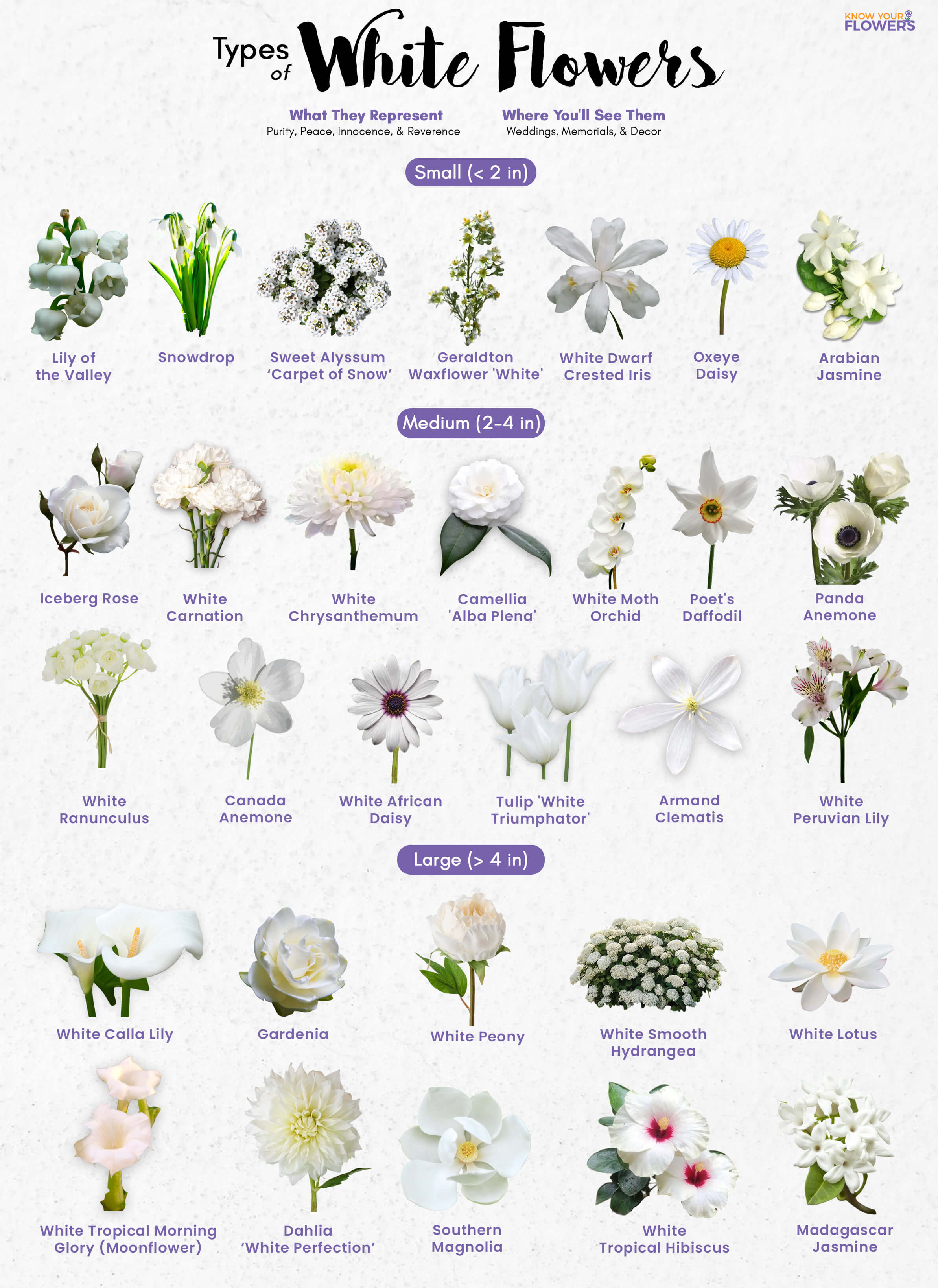 White Flowers